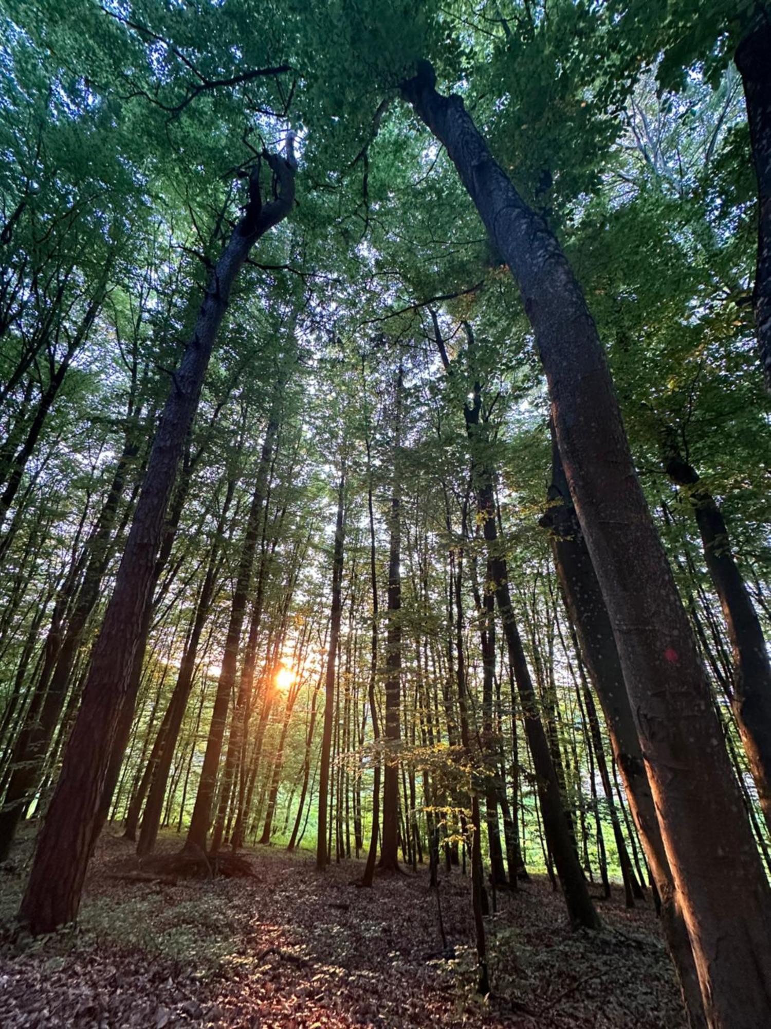 Living Forest Resort Moravske-Toplice Eksteriør bilde